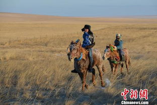 微信搭 橋 呼倫貝爾草原初冬賽馬